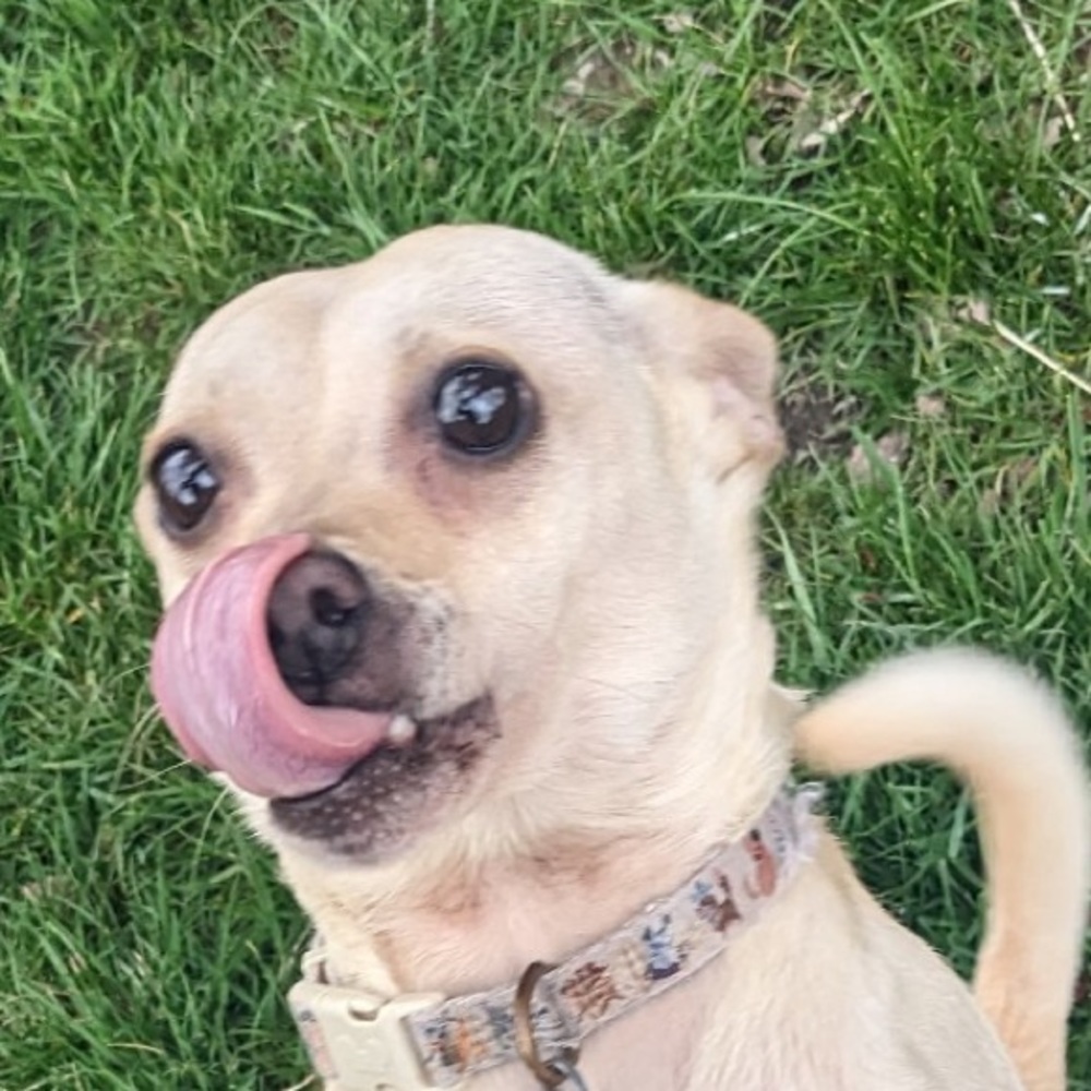 Meet your Posher, Posh